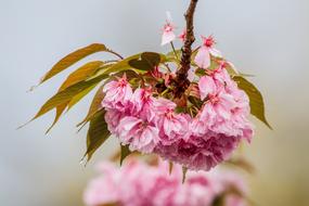 Cherry Blossom In The Rain