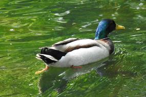 duck blue head