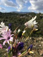 Nature Flower Plant