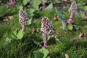 Nature Plant Butterbur