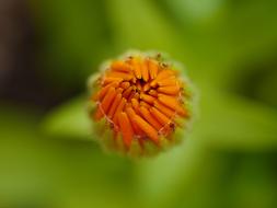 Flower Orange Marigold