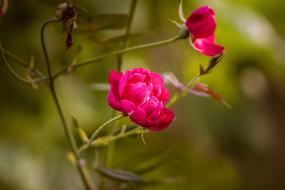 Nature Flower Flora