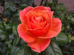Flower Rose Flora