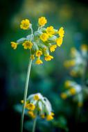 Flower Plant Nature