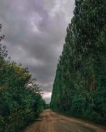 Tree Nature Outdoors