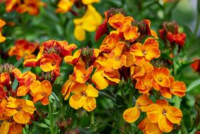 Lobelia Fakel Flower