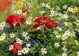 Flowers Summer Season