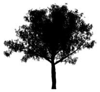tree plant nature silhouette
