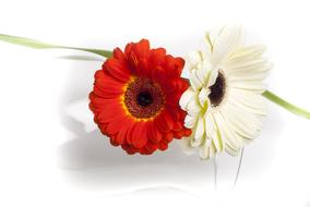 Nature Flower Plant