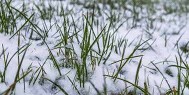 Grass Winter Snow
