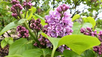 Flower Nature Plant