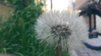 Nature Fluffy Taraxacum