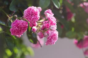 Roses Pink