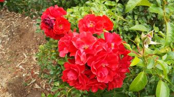 Flower Flora Nature