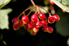 Viburnum Fruit Berry