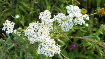 Nature Flower Flora
