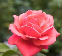 Rose Blossom Bloom