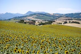 Sunflowers Field Campaign
