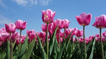 Tulips Bulbs Tulip