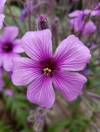 Flower Nature Plant