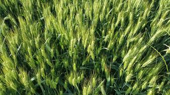 green wheat fresh in the field