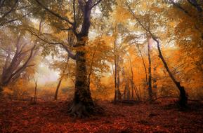 Forest Autumn Trees