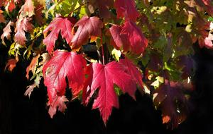 red wine flowers
