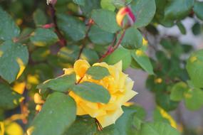 Rose Yellow Leaves
