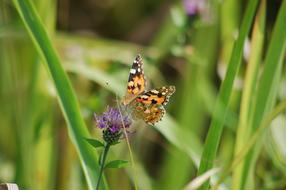 Butterfly Summer Flower