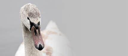 Swan Proud To Be A Pride