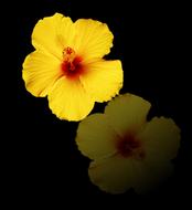 Flower Reflection Floral