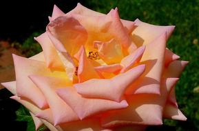 Flower Petal Nature