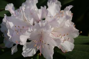 Flower Plant Rhododendron