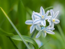 Flower Plant Fresh White