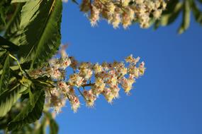 Nature Plant Tree