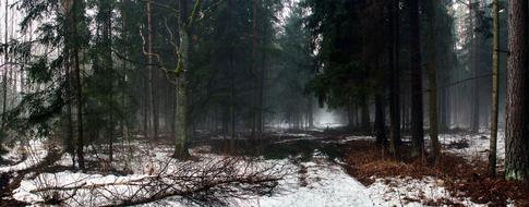Nature Tree Panoramic