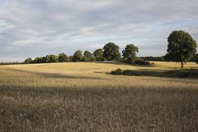 wheat field with trees