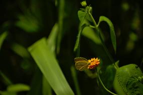 Nature Flower Leaf