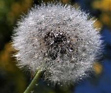 Downy Dandelion Seed