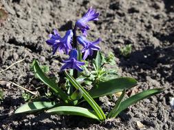 Hyacinth Spring Flowers