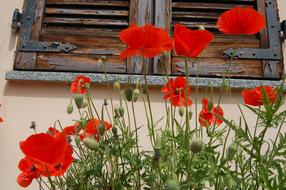 Flowers Poppies Nature Poppy