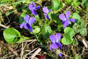 Violet Spring Flowers April