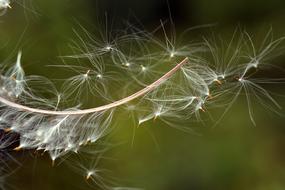 Flying Seeds Close Up Nature