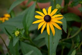 Yellow Sun Sunflower