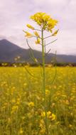 Flower Field Nature