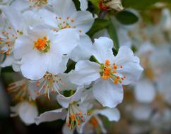 Flower Spring Fresh