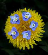 Dandelion Yellow Flower
