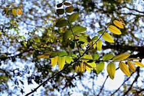 Forest A Branch Foliage