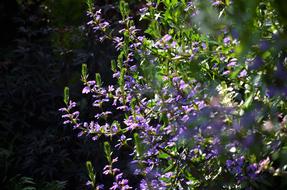 Plant Nature Sheet