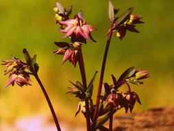 Flower Outdoor Nature
